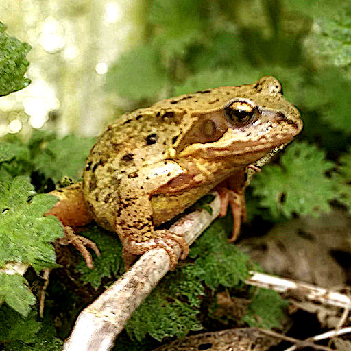 frog